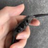 1:1 SUPER REPLICA ROLEX DAYTONA COSMOGRAPH CARBON FIBER DIW CUSTOMIZED VERSION NOOB FACTORY COLOR DIAL